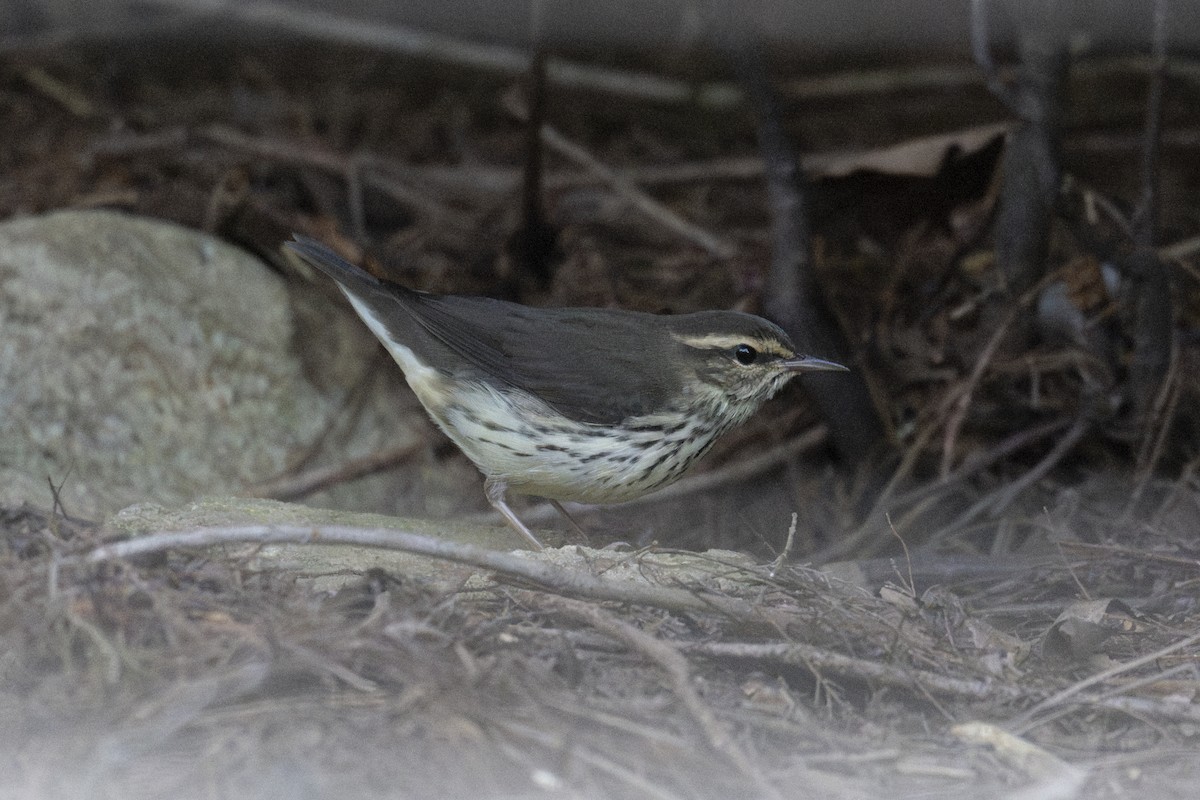 Northern Waterthrush - ML641406606