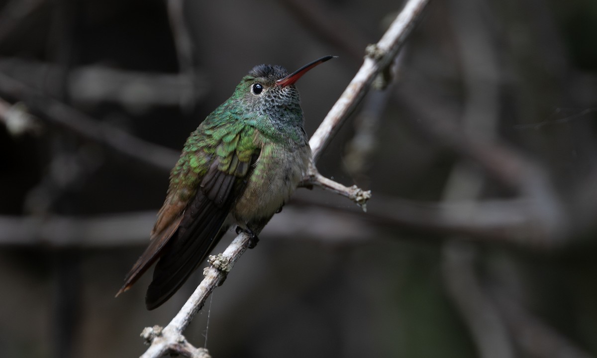 Buff-bellied Hummingbird (Northern) - ML641406607