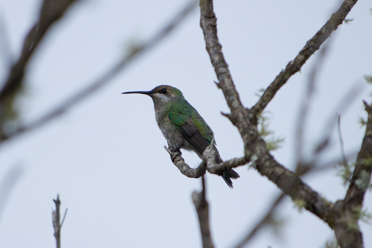 White-vented Violetear - ML641406608