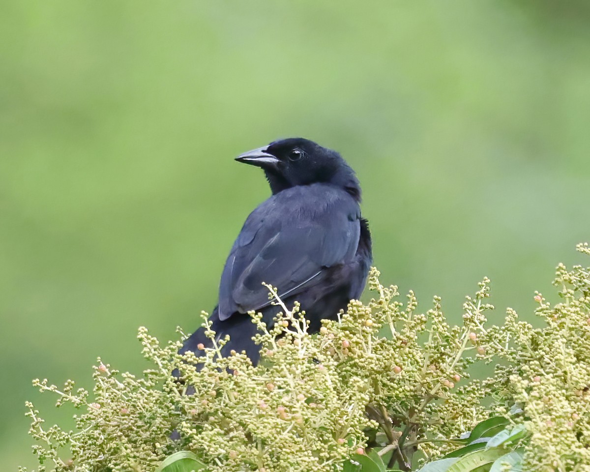 Melodious Blackbird - ML641406610