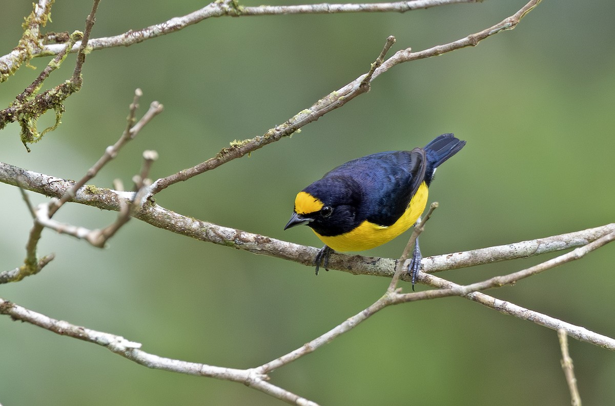 White-vented Euphonia - ML641406612
