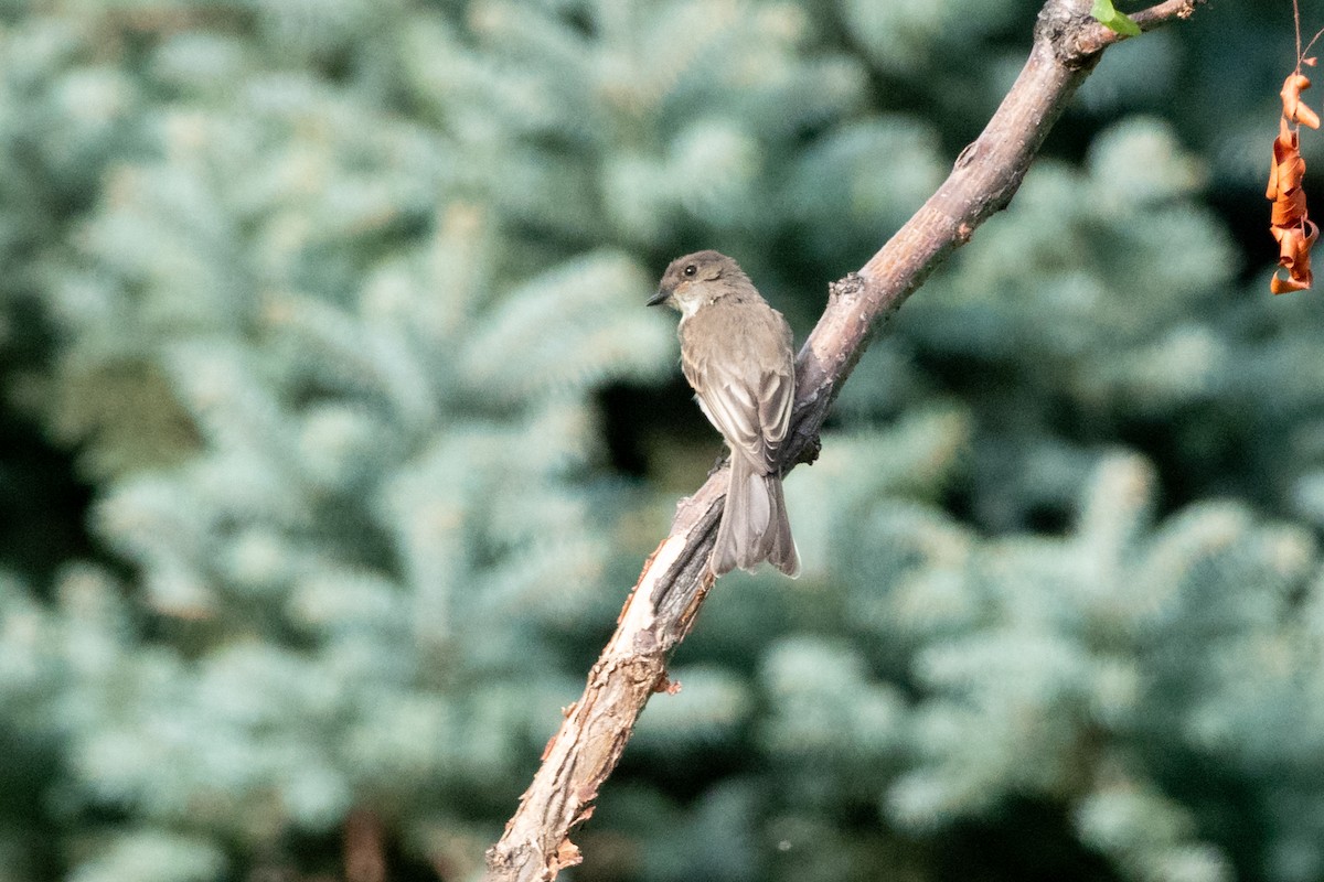 Eastern Phoebe - ML641406617