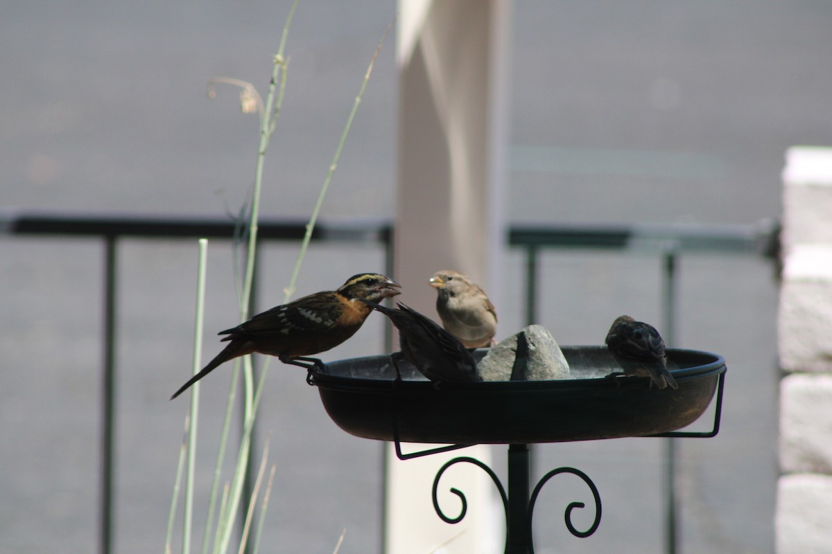 Black-headed Grosbeak - ML641406626