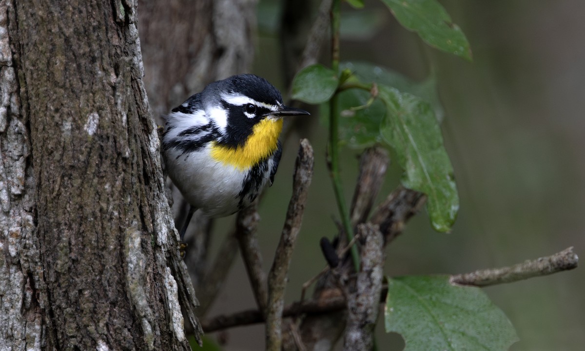 Yellow-throated Warbler - ML641406627