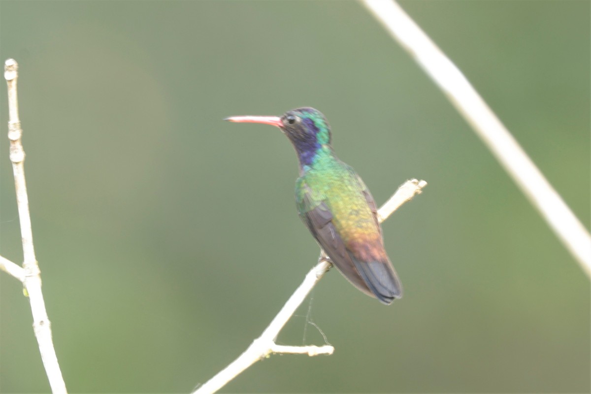 White-chinned Sapphire - ML641406628