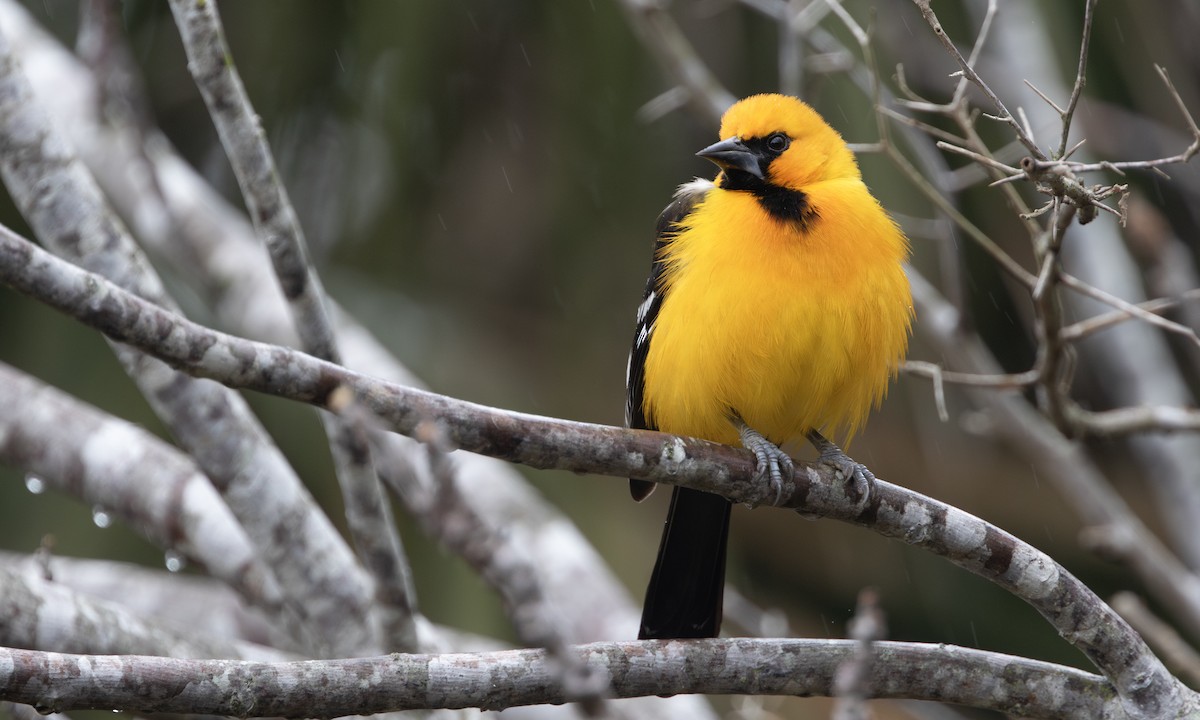 Altamira Oriole - ML641406631