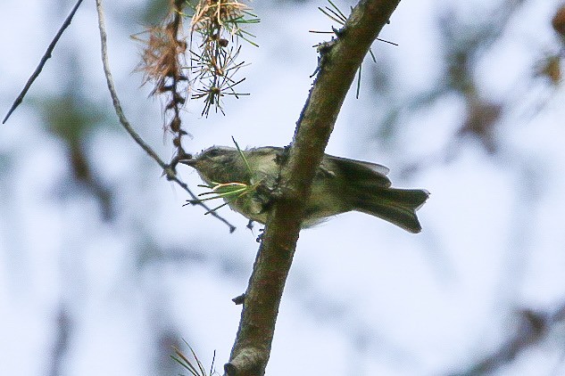 Golden-crowned Kinglet - ML641406633