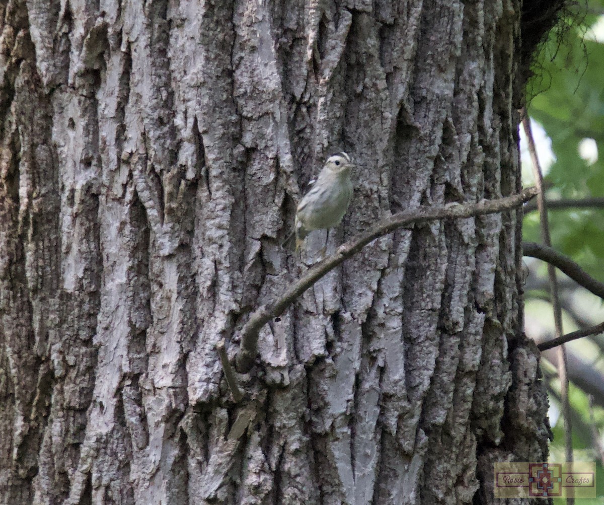 Black-and-white Warbler - ML641406635