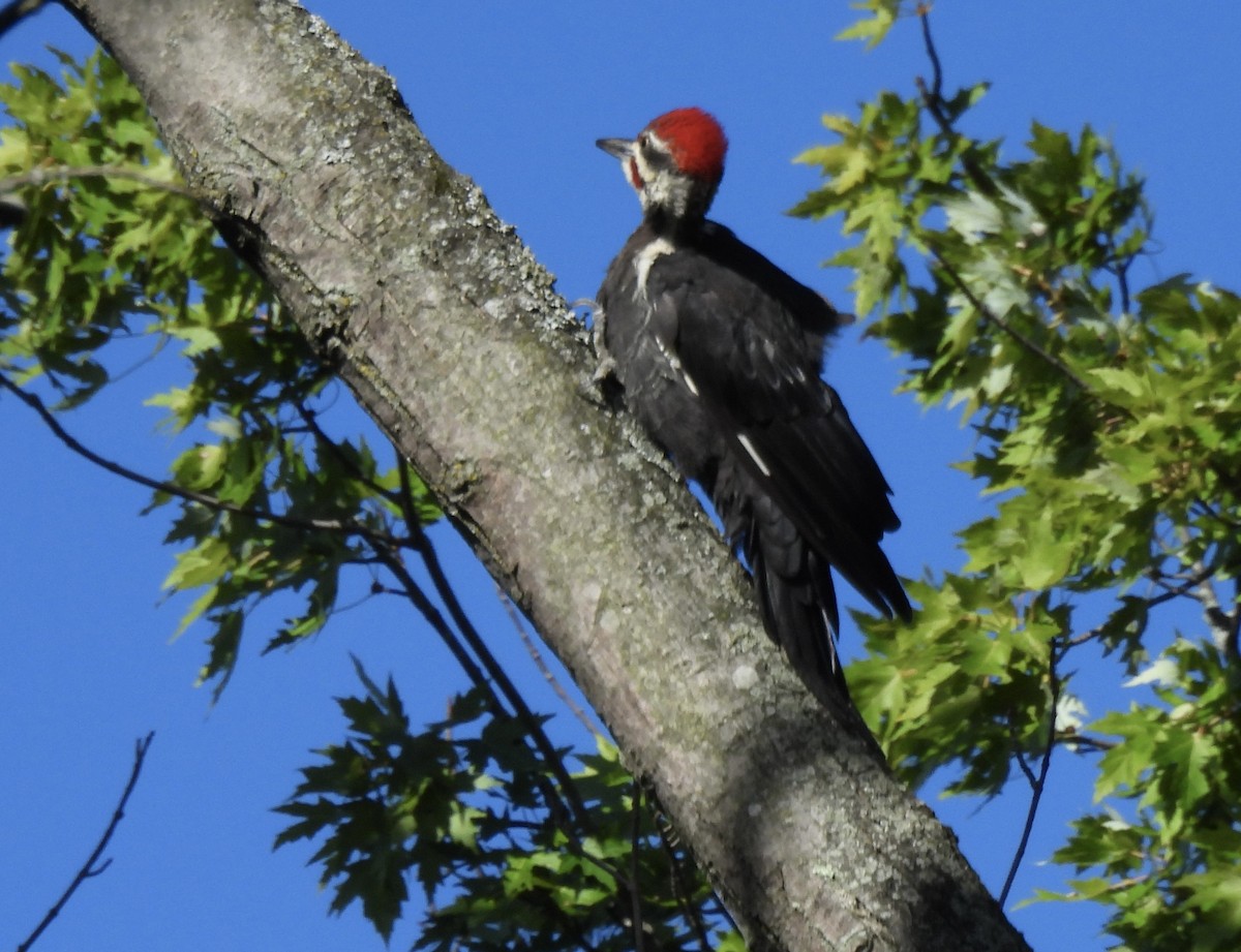 Pileated Woodpecker - ML641406636