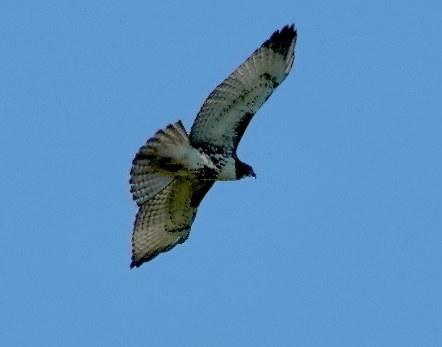 Red-tailed Hawk - ML641406640