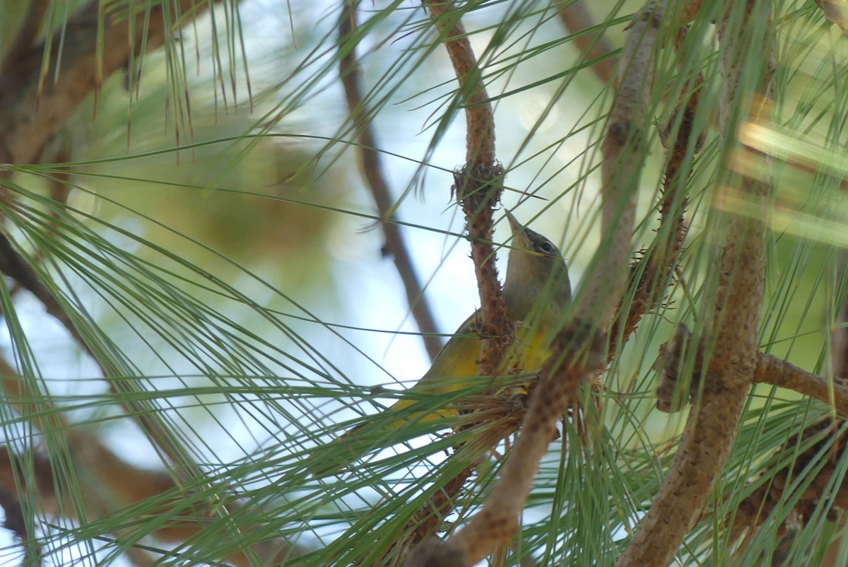 MacGillivray's Warbler - ML641406642