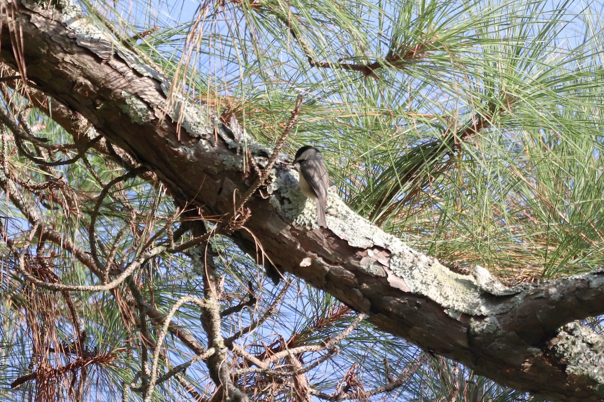 Carolina Chickadee - ML641406647