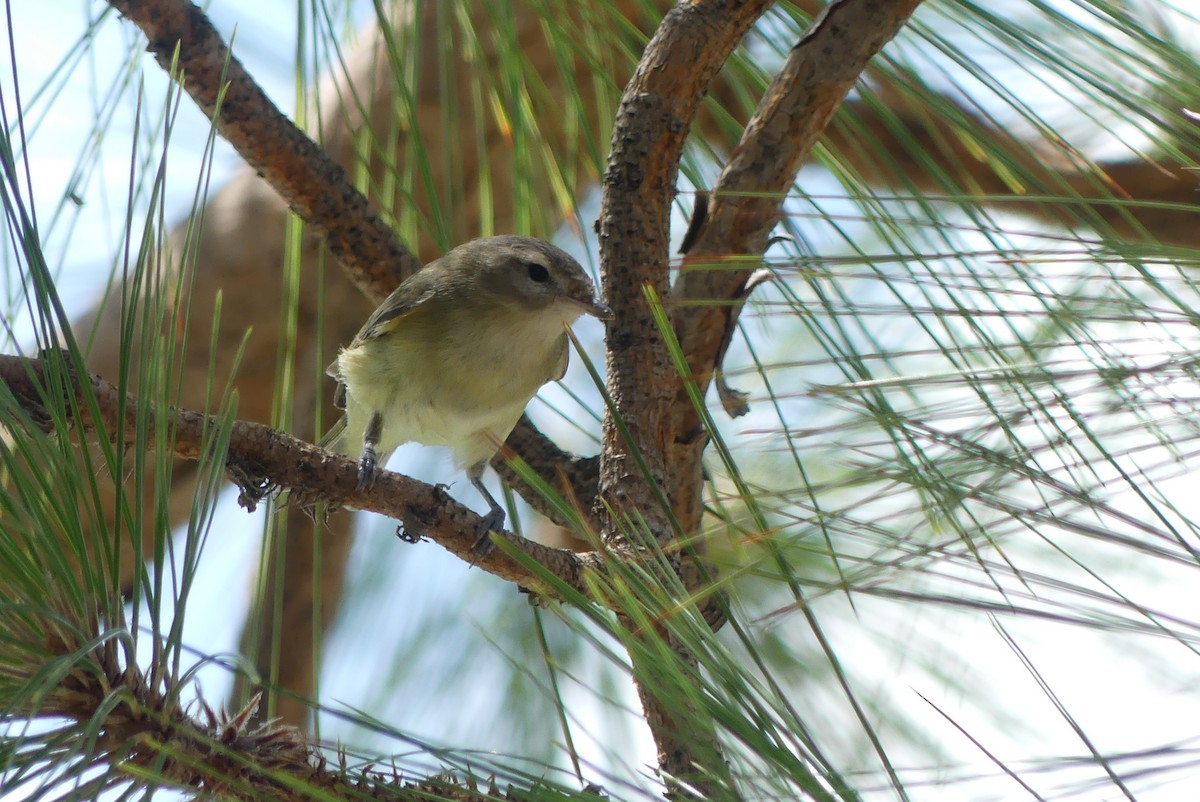 Warbling Vireo - ML641406651