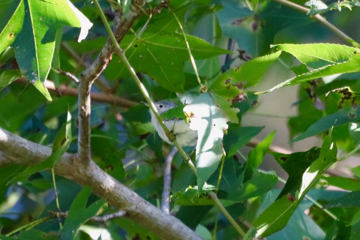Blue-gray Gnatcatcher - ML641406659