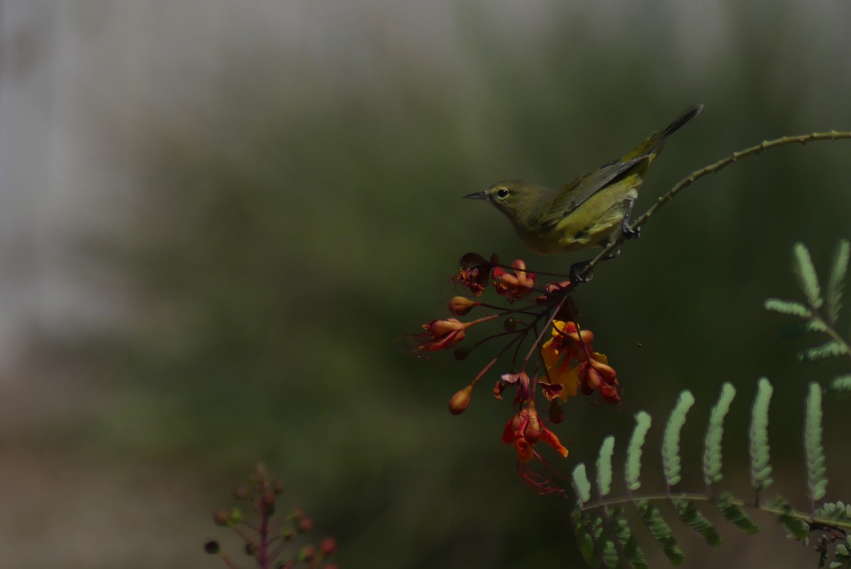 Orange-crowned Warbler - ML641406668