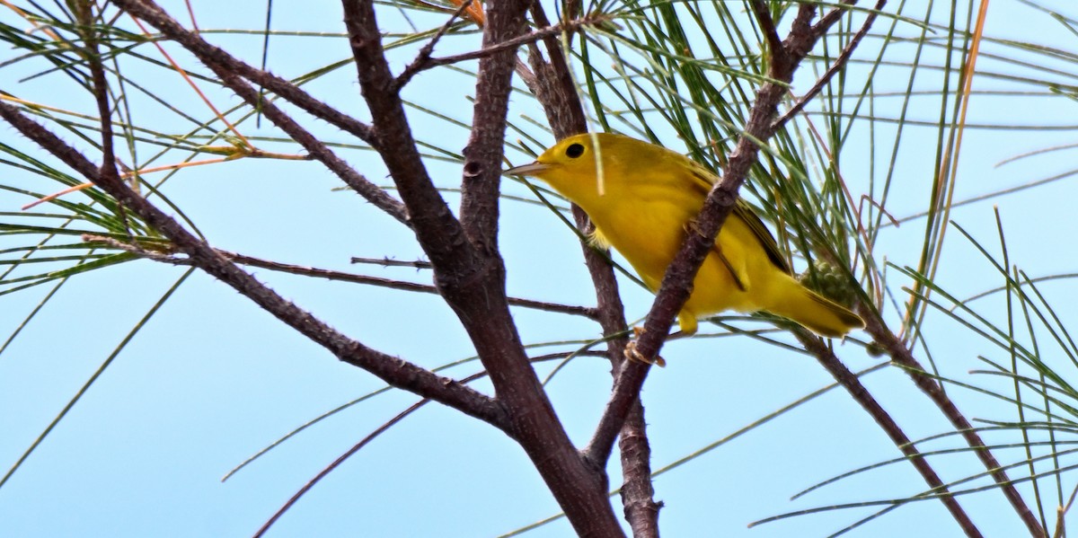 Yellow Warbler (Northern) - ML641406670