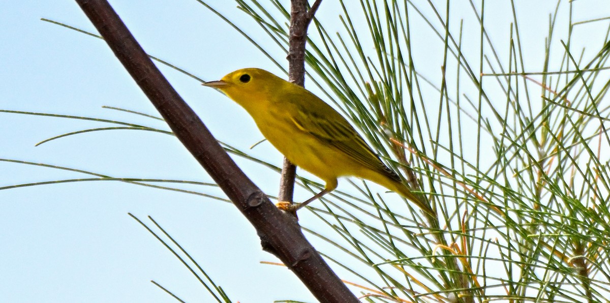 Yellow Warbler (Northern) - ML641406671