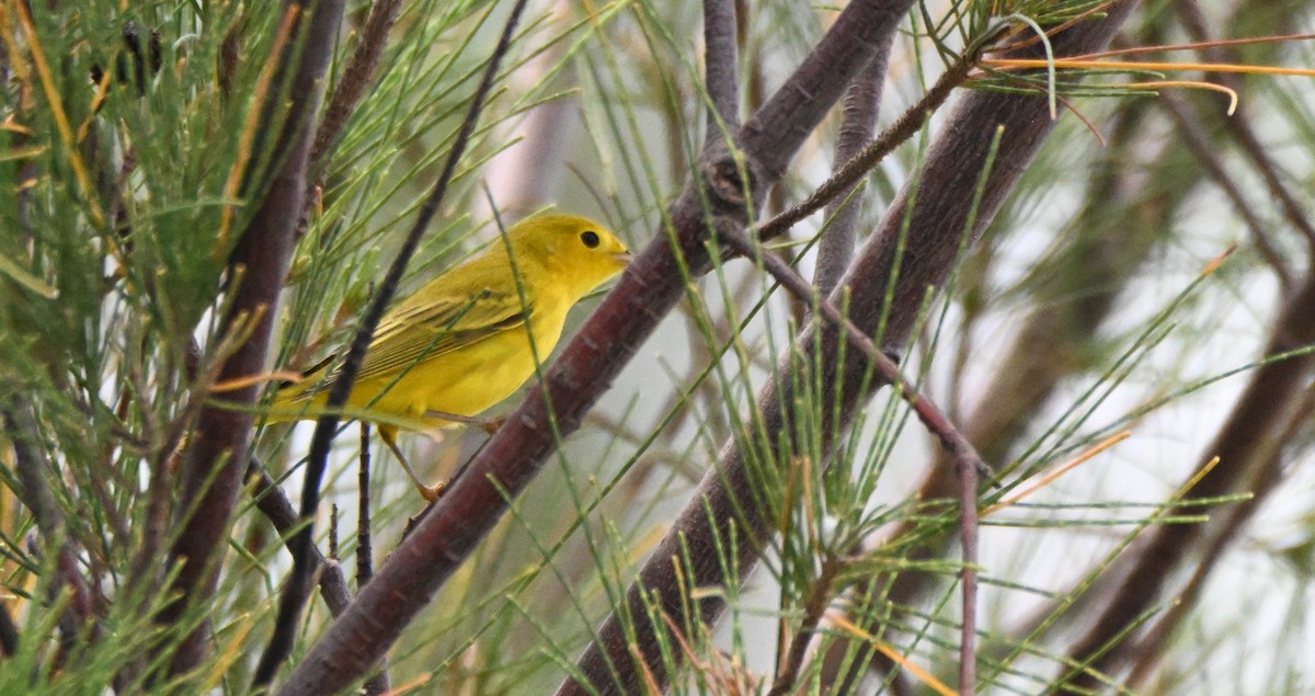 Yellow Warbler (Northern) - ML641406672