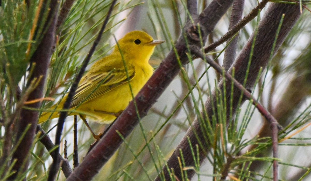 Yellow Warbler (Northern) - ML641406673