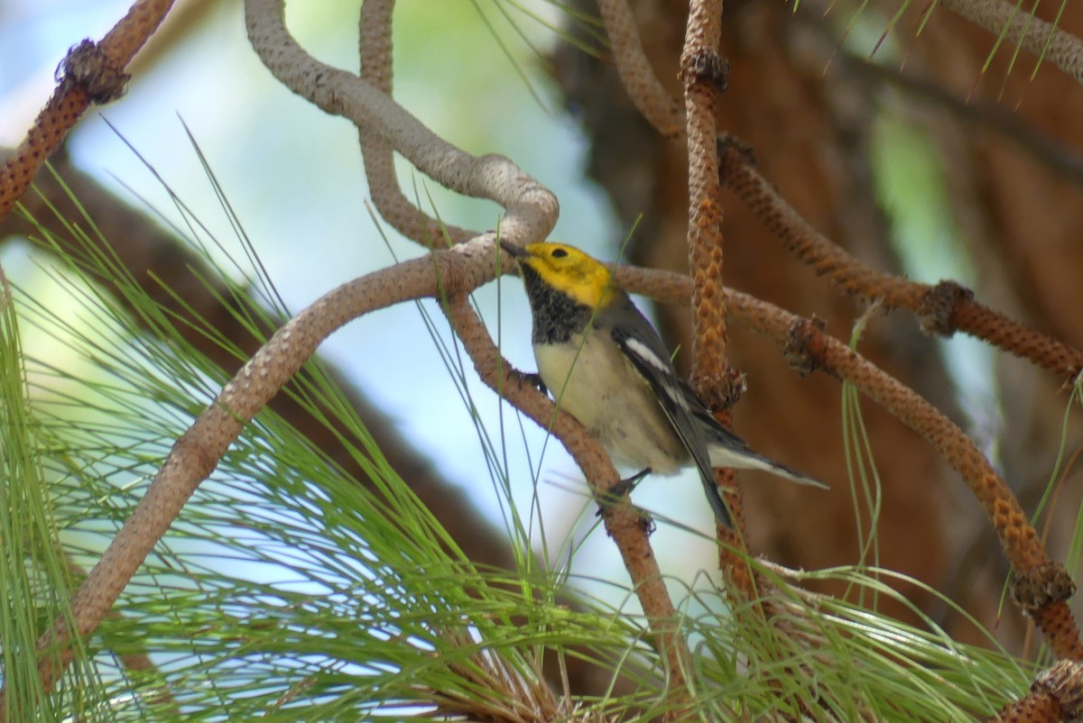 Townsend's x Hermit Warbler (hybrid) - ML641406681