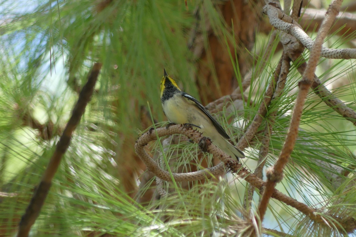 Townsend's x Hermit Warbler (hybrid) - ML641406682