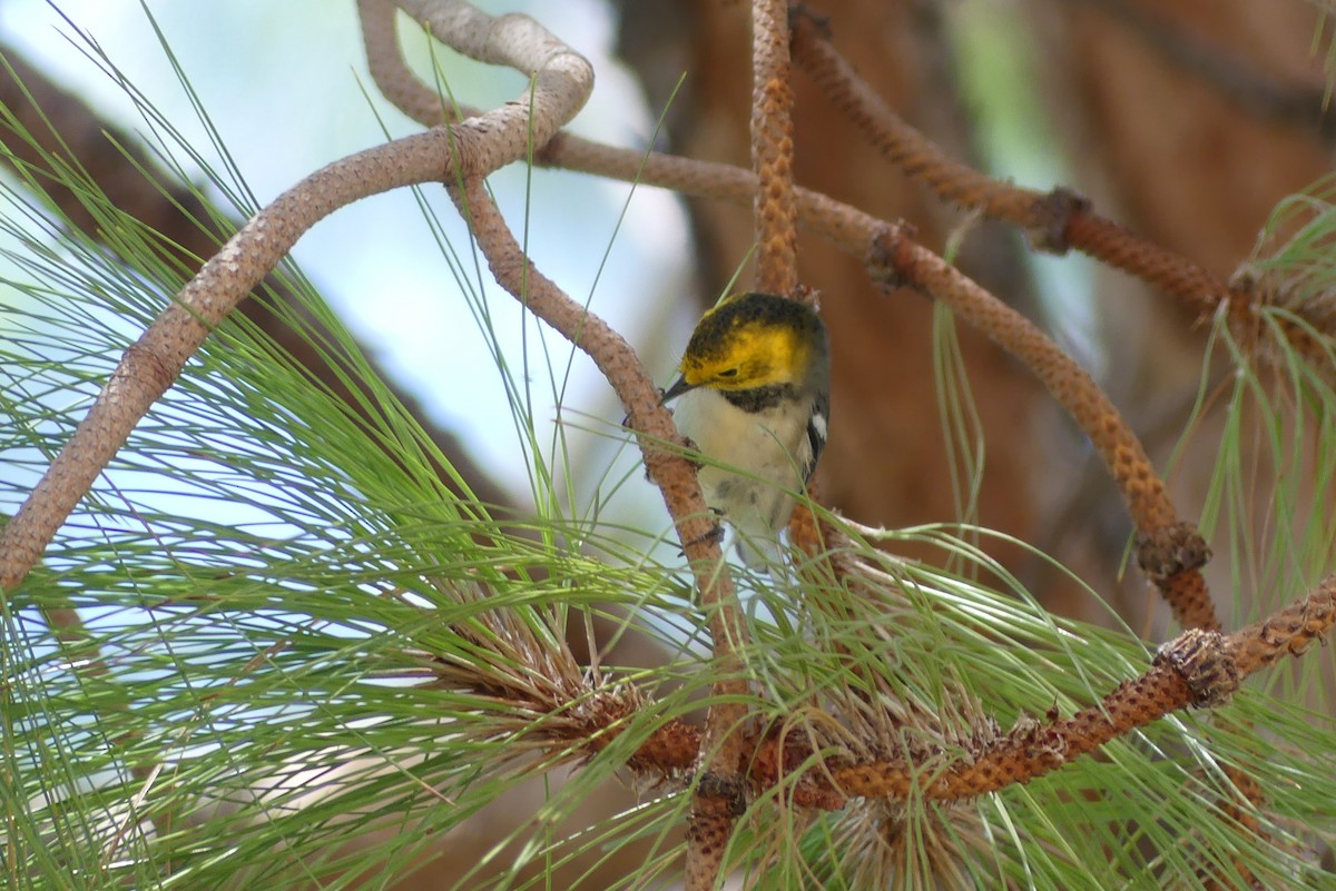 Townsend's x Hermit Warbler (hybrid) - ML641406683
