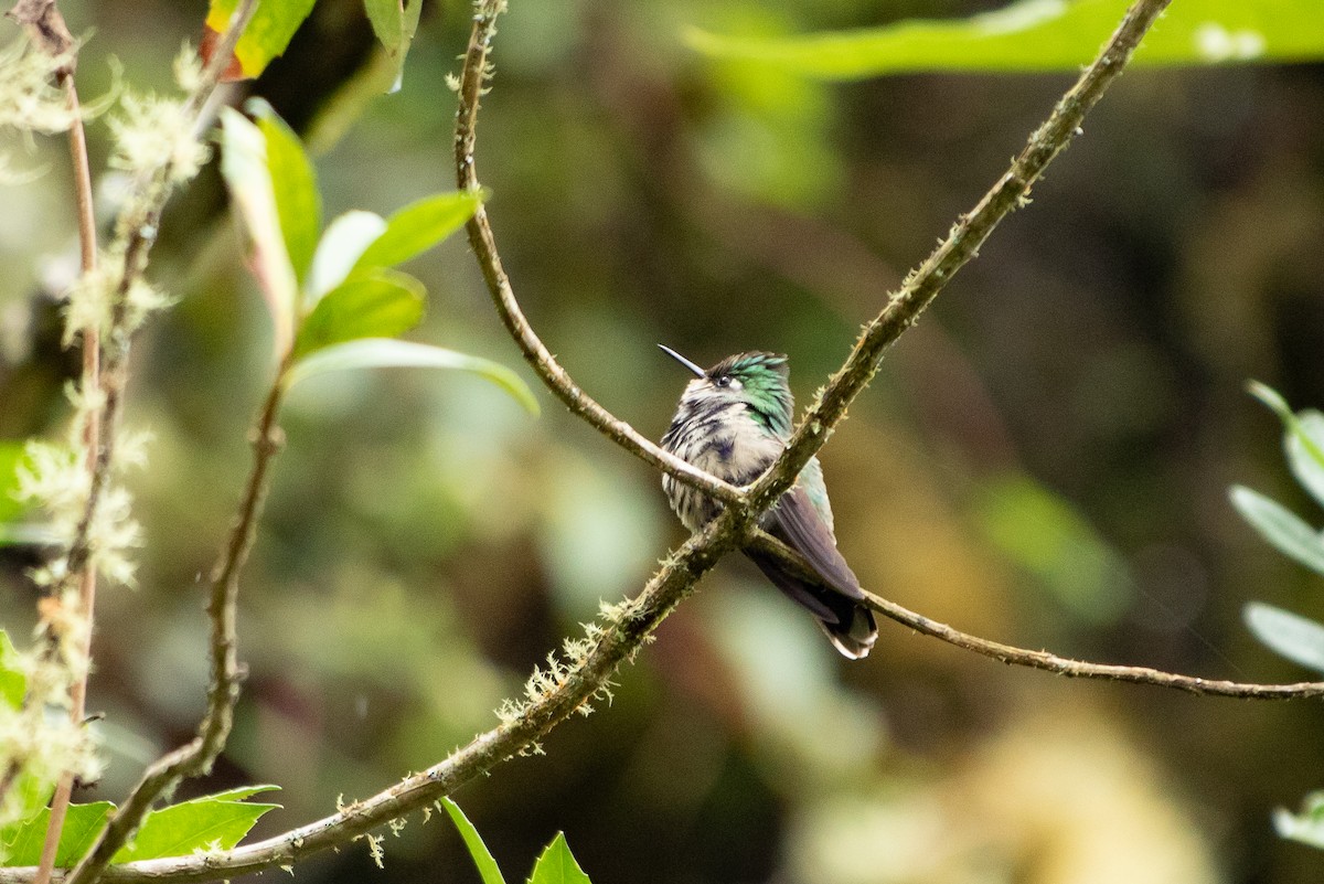 Green-crowned Plovercrest - ML641406701