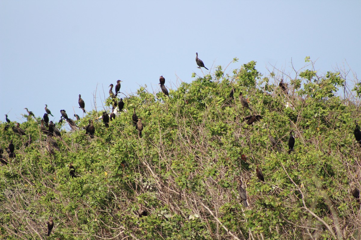 Neotropic Cormorant - ML641406710
