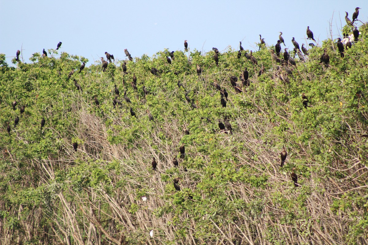 Neotropic Cormorant - ML641406711