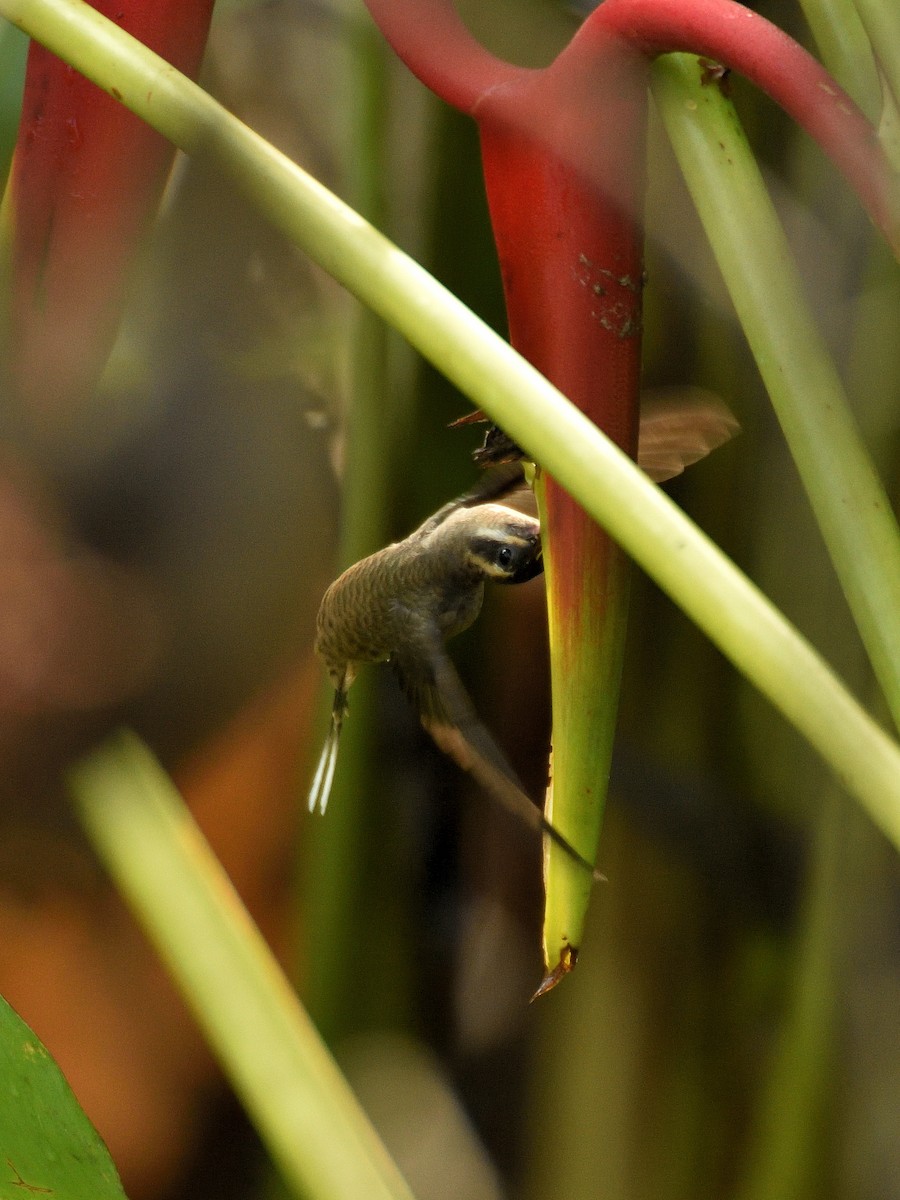 Long-billed Hermit - ML641406718