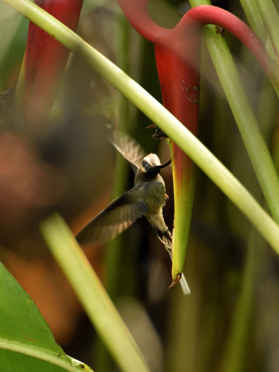 Long-billed Hermit - ML641406720
