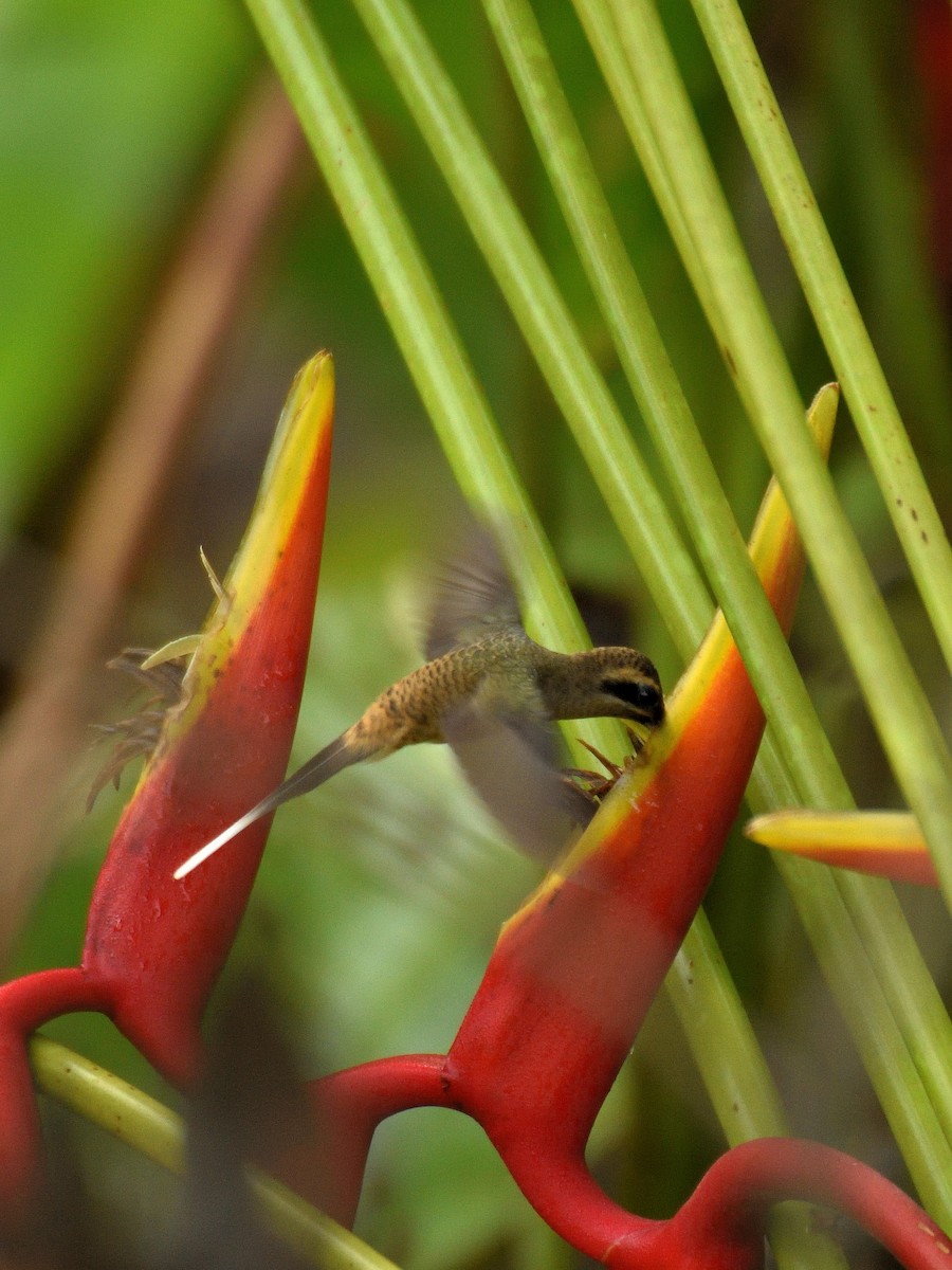 Long-billed Hermit - ML641406721