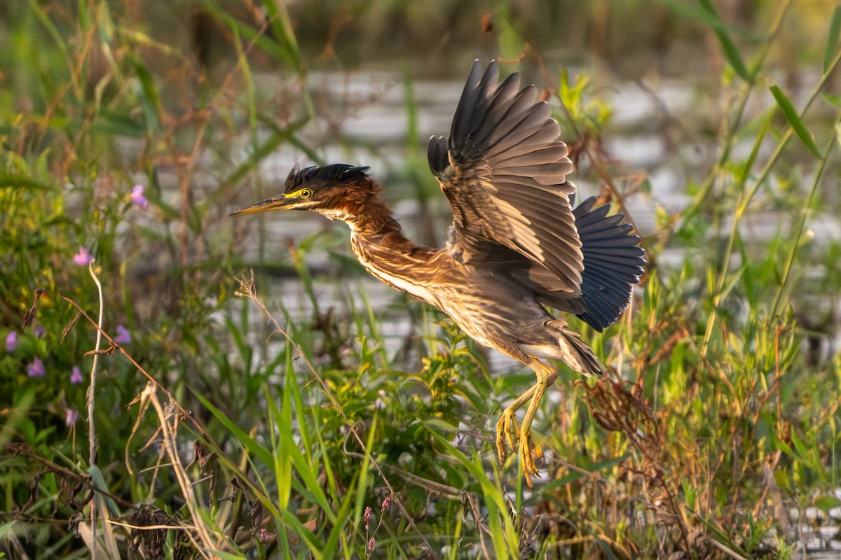 Green Heron - ML641406723