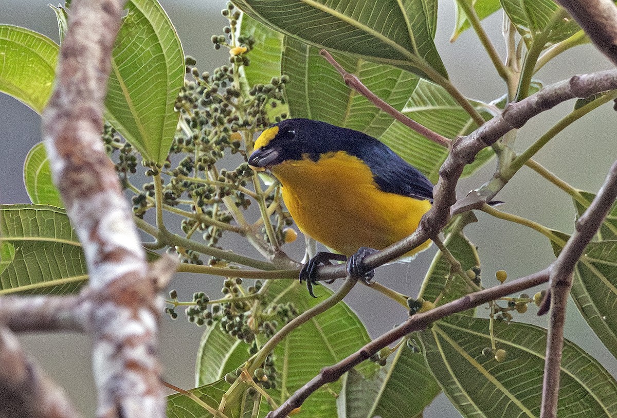 Yellow-throated Euphonia - ML641406729