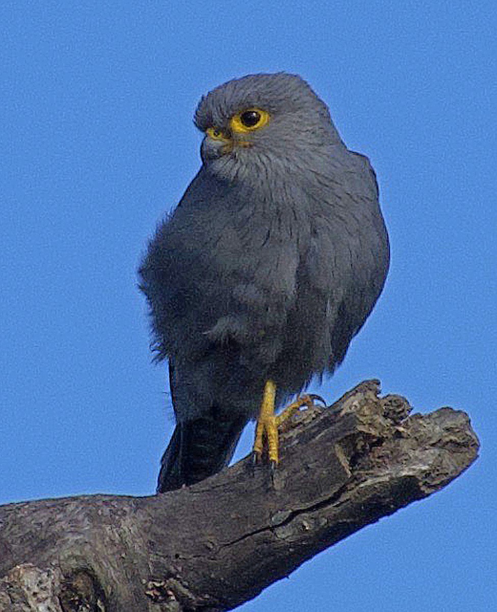 Gray Kestrel - ML641406734