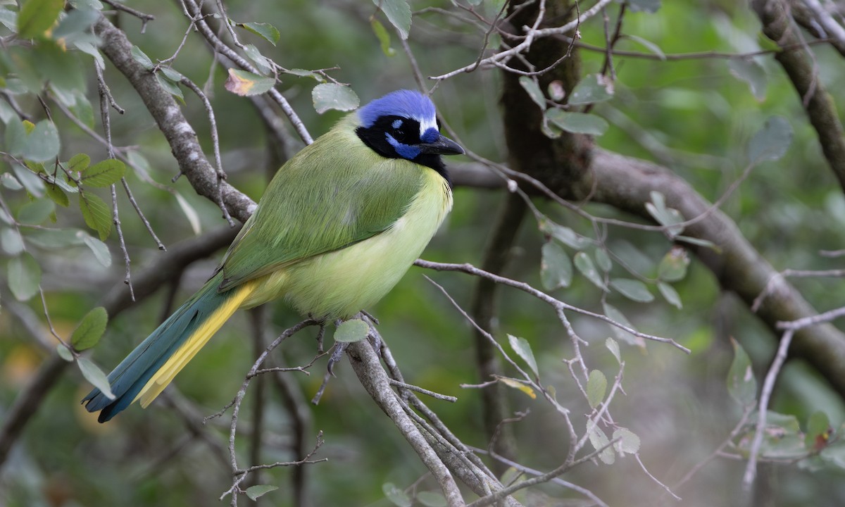 Green Jay - ML641406735