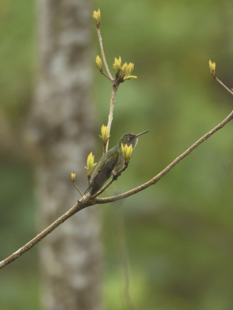 Scaly-breasted Hummingbird - ML641406738