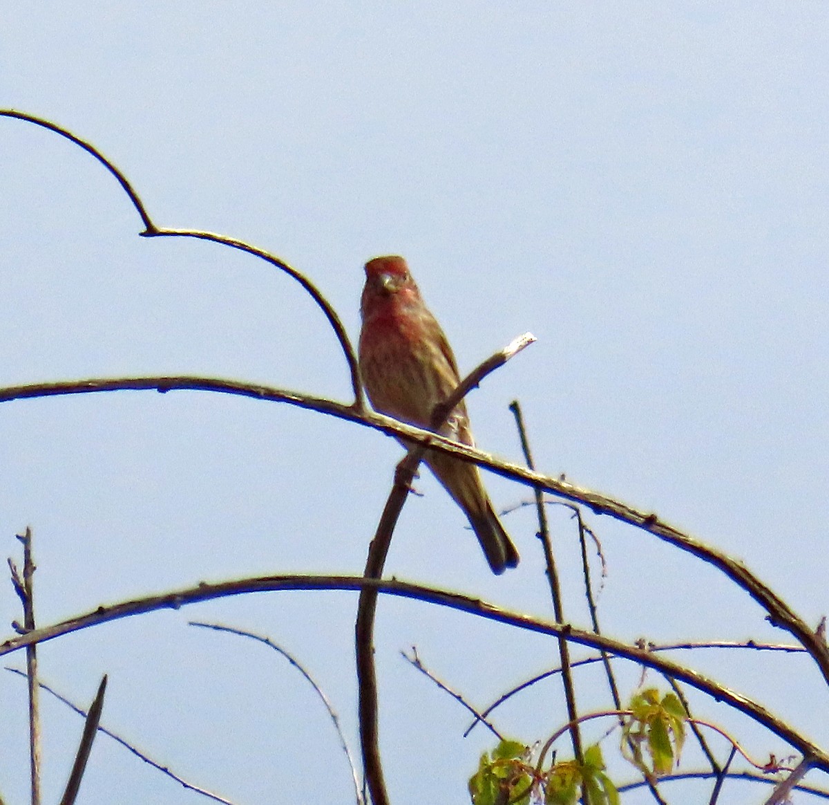 House Finch - ML641406739