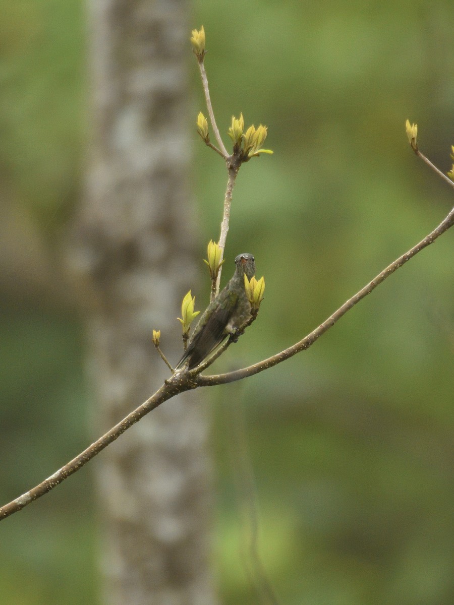 Scaly-breasted Hummingbird - ML641406740