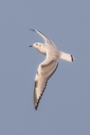 Bonaparte's Gull - ML641406741
