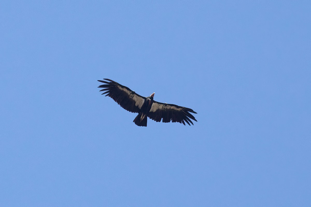 California Condor - ML641406746
