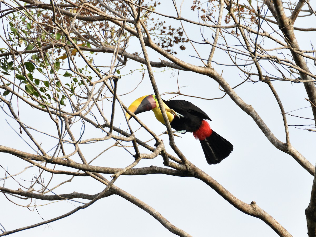 Yellow-throated Toucan - ML641406752