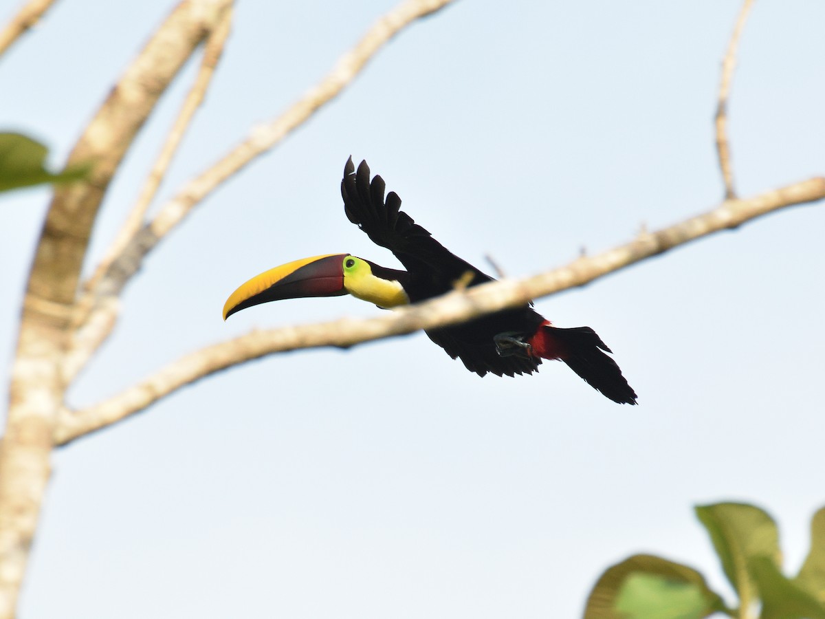 Yellow-throated Toucan - ML641406754