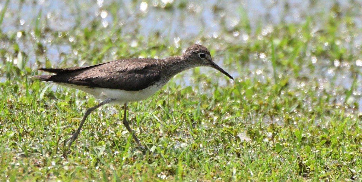 Solitary Sandpiper - ML641406758