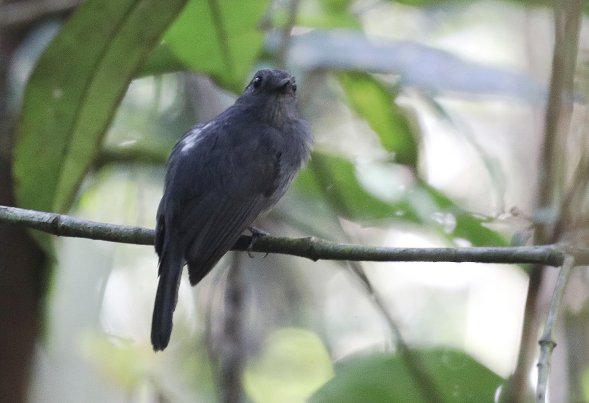 Fulvous Antshrike - ML641406769