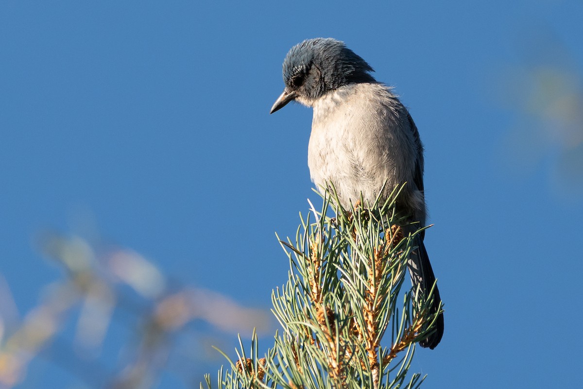 Woodhouse's Scrub-Jay - ML641406772