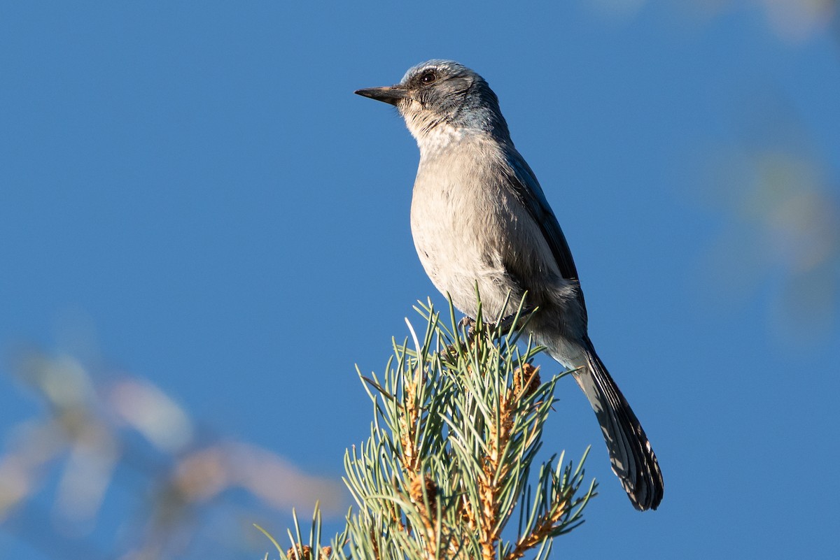 Woodhouse's Scrub-Jay - ML641406773