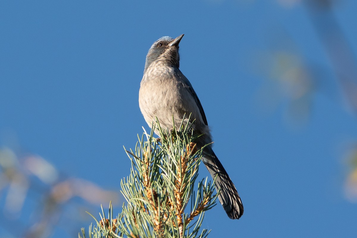 Woodhouse's Scrub-Jay - ML641406774