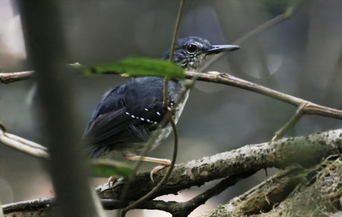 Silberameisenschnäpper - ML641406778