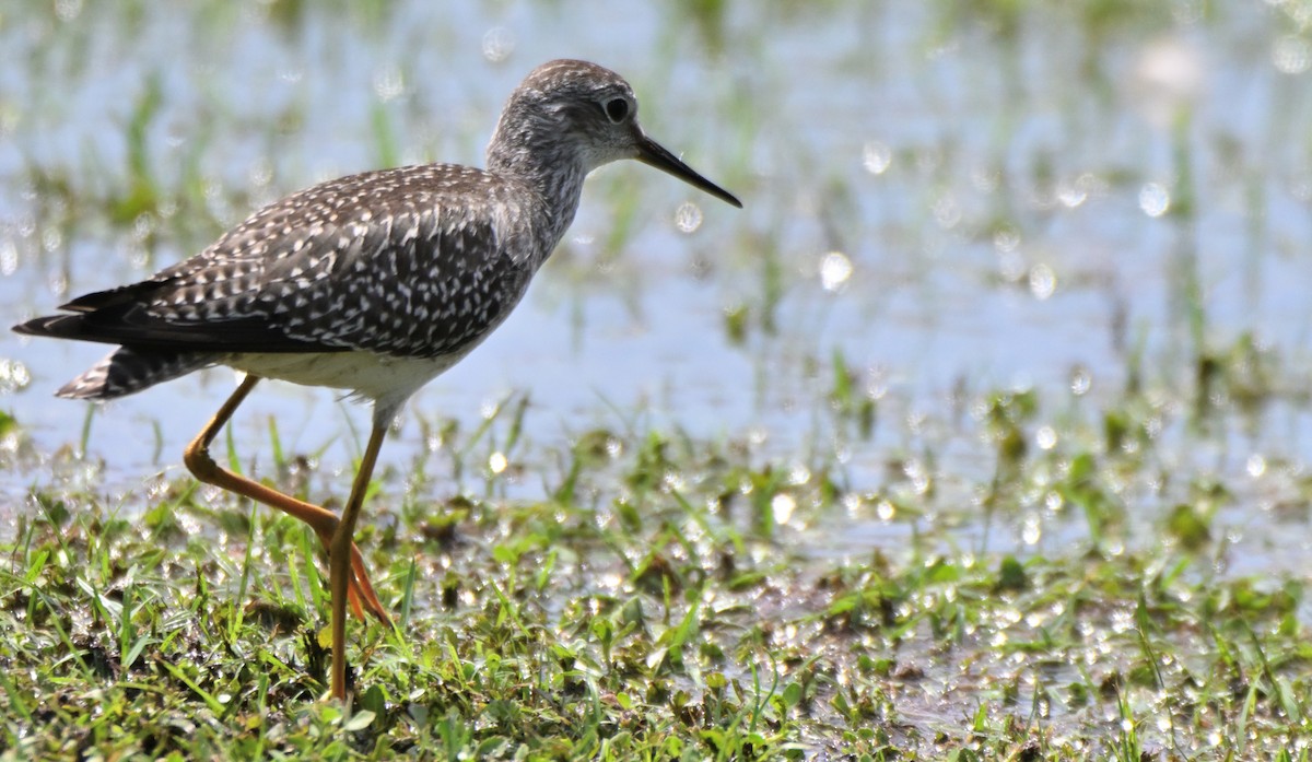 Lesser Yellowlegs - ML641406796